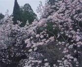 全国唯一的400多岁古旱莲开花：有花无叶！