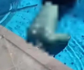 游泳教练憋气练习时意外溺水身亡 究竟怎么回事