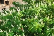 龙门石窟千年菩提已开出满树繁花 吸引不少游客打卡许愿!