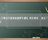 沙漠上万棵治沙植物被越野车碾轧 网友愤怒：谁压了我的蚂蚁森林！