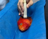 女子花470元给一条鱼看病引热议 中国每只宠物一年花6000元！
