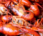 专家：建议一次食用小龙虾不超10只！