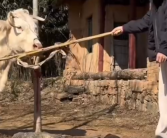 回村后的董宇辉生活有多惬意 去牛圈里喂牛 和小黑狗对话!