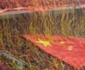 国足4-1大胜新加坡 武磊2球1助攻 国足获胜4万多名球迷大合唱！
