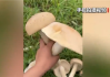 广西发现巨型蘑菇需4人才可抬起 医生：不建议食用!