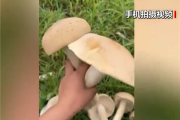 广西发现巨型蘑菇需4人才可抬起 医生：不建议食用!