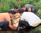 云南现80公斤巨无霸“菌王”：4名壮汉才能搬得动！