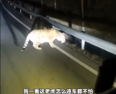 百兽之王的压迫感！黑龙江大哥珲春遇野生东北虎：根本不怕车！