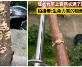 上海网友集中晒蘑菇 专家：切勿采摘食用！
