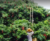 940多岁古树一年产2000多斤荔枝 究竟怎么回事