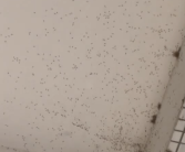 广州一条村被大量巨型蚊包围 相关部门：雨水较多所导致！