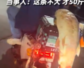 男子钓到50斤大鱼绑车后逛街对路人表示不大 网友：三过家门而不入！