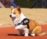 柯基警犬福仔解锁飞行姿态 网友：福警官，这次真的一飞冲天了！