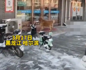 狗狗每次路过狗肉馆都会大声吼 别的狗都绕着走就它往前上！