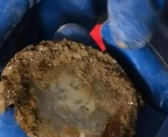 抗战烈士墓发现年轻女子照片 深埋82年清秀的面容仍清晰可辨！