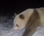 大熊猫不止有黑白照 秦岭已发现11次棕色大熊猫！