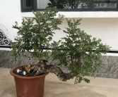 无根须清香木老桩生根技巧（无根须清香木老桩生根的方法技巧）