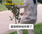 物业回应小区有人采摘景观樱桃:观赏樱桃不可食用!