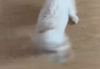 狗狗看到主人回家兴奋成陀螺 网友普：快抱起来吧，一会儿飞走了！