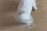 狗狗看到主人回家兴奋成陀螺 网友普：快抱起来吧，一会儿飞走了！