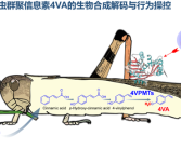 中科院破解蝗虫“交流暗号” 引诱聚集起来一网打尽！