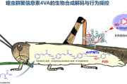 中科院破解蝗虫“交流暗号” 引诱聚集起来一网打尽！