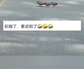 二级保护动物丘鹬过马路一步三摇 网友：别摇了，要迟到了！