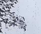 杭州梅雨过后街头树上挂满虫子 网友：直起鸡皮疙瘩！
