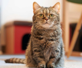 男子被猫抓伤后确诊“猫抓病”：出现反复发烧症状！