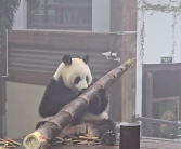 大熊猫吃笋整出了扛炮筒的架势：这一幕让人忍俊不禁！