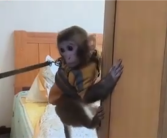 女子救下猕猴养半年 自然资源局：涉嫌违法！