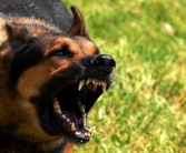 狂犬病每年杀死多少人上热搜：病死率近乎100%、不得不防！