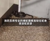 阿姨听到敲门声 开门一看是条眼镜蛇 惊出一身冷汗！