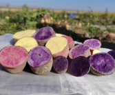 新疆农科院彩色土豆试种成功：口感好、富含花青素！