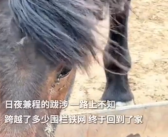 蒙古马被卖后独自跋涉300里跑回家 眼角竟然流出了眼泪！
