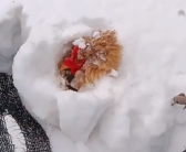 主人捡鸡蛋发现鸡被雪埋3天还活着：都被冻实了、生命真顽强！
