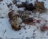 东北虎猎杀东北豹 豹子身体被啃食一半：最新后续来了 继承者现身！