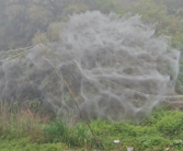 福建一地一夜间出现巨幅蜘蛛网引关注 后续来了：全是毛毛虫！
