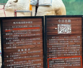 玉龙雪山景区牦牛实行上一休一 两三头牦牛轮换着！