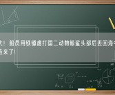 胆真大！船员用铁锤虐打国二动物鲸鲨头部后丢回海中：官方回应来了!