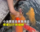小女孩用小月饼喂50斤胖锦鲤 价值近50万元！