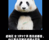 大熊猫花花当上局长了 啥情况？