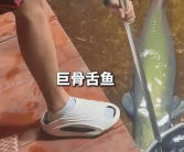 男子在家中建10米长鱼缸养巨骨舌鱼 表示有点刹不住车了！
