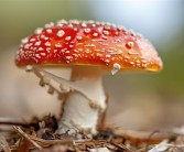 今年第一批吃菌子中毒的人出现了：小伙出现幻觉 隔空抓物!