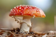 今年第一批吃菌子中毒的人出现了：小伙出现幻觉 隔空抓物!