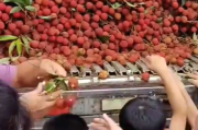 湖南一学校买1万多公斤荔枝给师生 发放了3天！