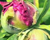 菏泽牡丹园200余年牡丹古树现“双生花”！