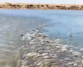 赤峰达里湖百万华子鱼逆流而行 场面壮观！