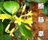 又是断肠草惹祸！广东一家五口喝汤中毒：2人送进ICU!