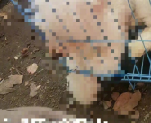 官方回应婆婆杀害儿媳3只狗：警方已第一时间出警进行教育劝导！